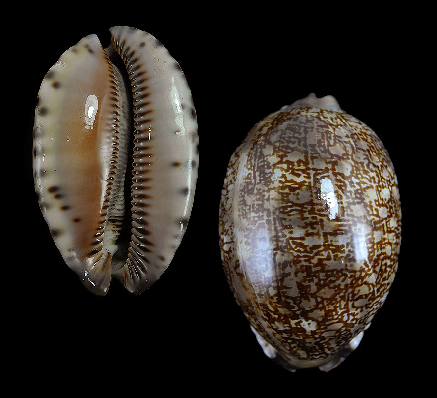 Cypraea Arábica - Mauritia Arábica - 1-2 pulgadas