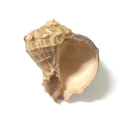 Rapana Rapiformis natural - 2,5 + pulgadas