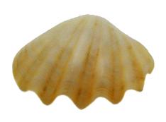 Crocea pulida - 2 - 3 pulgadas