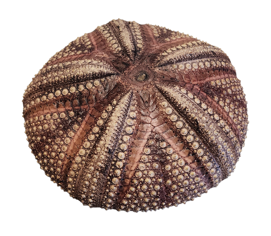 Large Red Sea Urchin - 5 Inches - Philippines