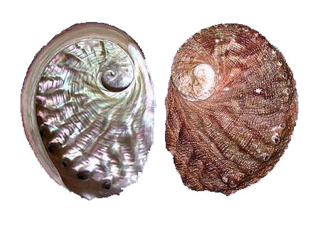 Rubra Abalone - 3.93 inch + - 10-13cm - Australia - HALIOTIS RUBER - All Natural