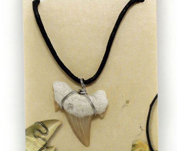 Colgante de diente de tiburón fósil con collar en estuche