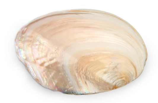 Polished Chinese River Clam Pairs - 8 + inches