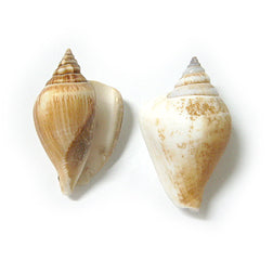 Canario marrón - Laevistrombus Canarium - 1 - 1,5 pulgadas