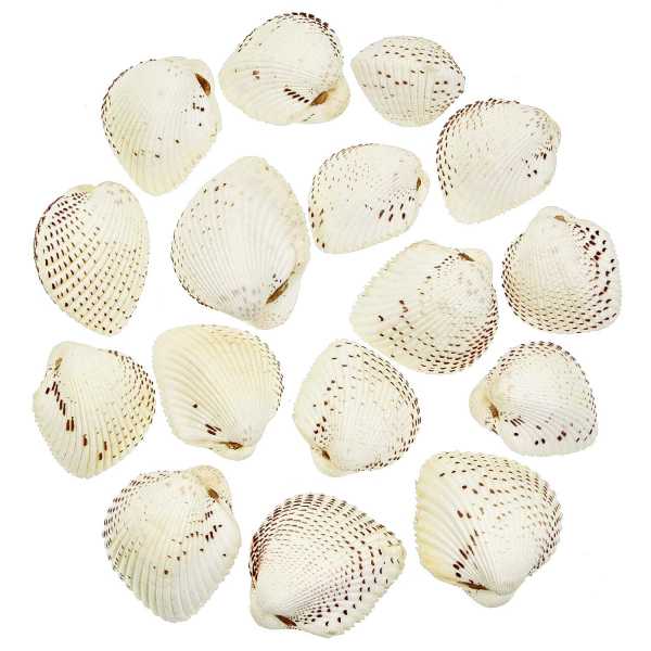 Cardium Unedo - 1 a 1,5 pulgadas - Blanco - Filipinas