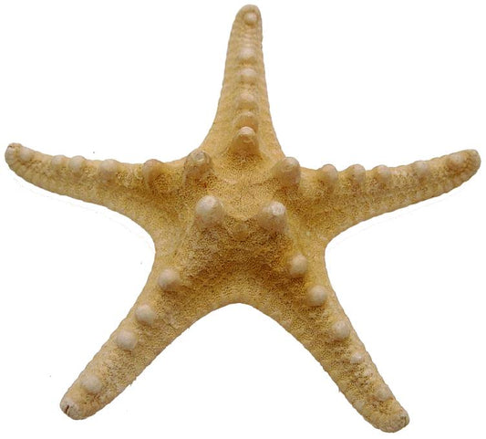Horned Starfish (8 - 10 inches) Choriaster Granulatus