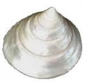 Pearlized Trochus - Top Shell Male - 4 inch - Trocus Niloticus - THAILAND