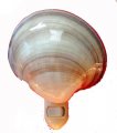 POLISHED VENUS MAXIMA NIGHTLIGHT