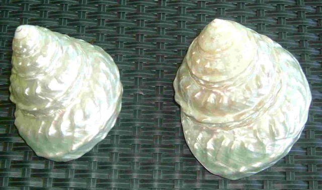 Pearlized Astrea Undosa - 5 - 6 inches - Mexico