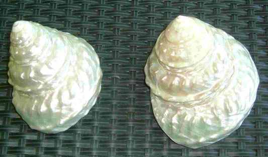 Pearlized Astrea Undosa - 5 - 6 inches - Mexico