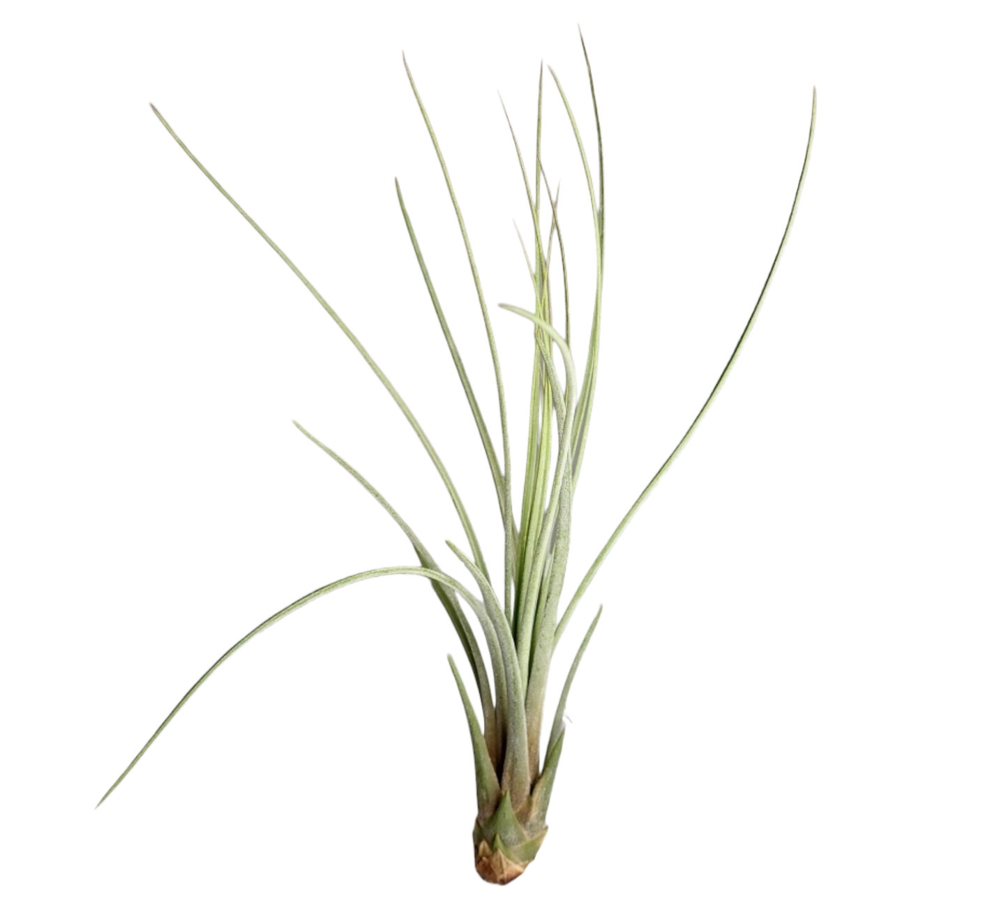 Juncea Tillandsia 14-15 cm 5.5 inch Mini