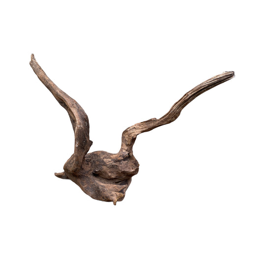 1lb. Sinking Driftwood 40 cm - 16 -19.9 inch + Price is per pound. (Order quantity of pieces required. We will update the weight upon shipping.)
Malaysia Mangrove