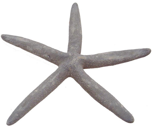 Natural Bluey 5 - 6 Inch Finger Starfish - Linckia Laevigata - Philippines