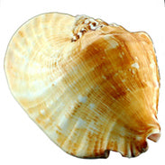 Strombus Latissimus - 4,5 - 6 pulgadas
