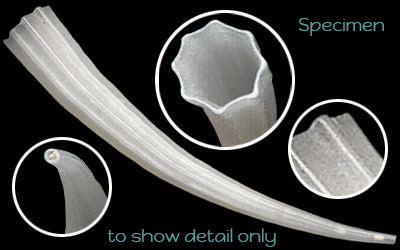 1 KG - White Dentalium Octagulatum Tusk Shells - 0.5 - 1 inch Premium ...