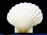 Vieira blanca inglesa - 5 pulgadas - Argopecten irradians - Reino Unido