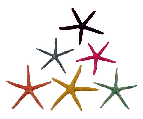 Assorted Pastel Finger Starfish (5 - 6 Inch) - Linckia Laevigata - NEW723