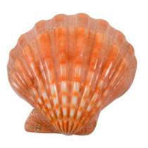 Polished Orange Lions Paw  Halves - 5 + inch - PECTEN SUBNODOSUS - Scallop Shell - Philippines