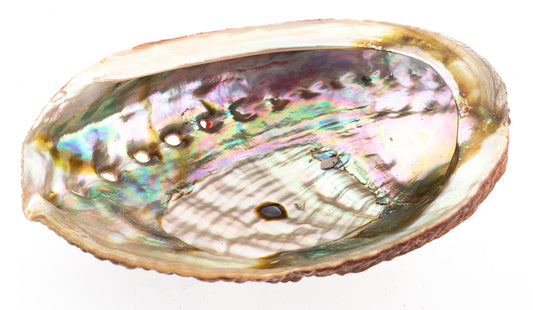 Green Abalone - 4 inch + Haliotis Fulgens - Mexico