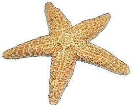 Estrellas de mar de azúcar (1 - 2 pulgadas)