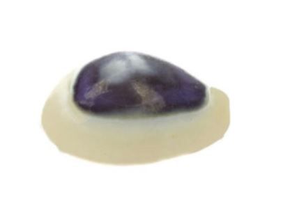 Cauri de dinero morado - Cypraea Moneta - media pulgada - NUEVO822