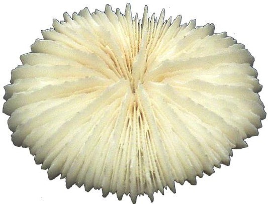 PKG/12 MUSHROOM CORAL 4 inch