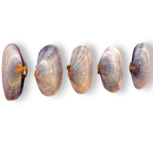 Violet Letter Clam Pairs - 40 - 58 mm - 1.5 to 2.25 inches - Sharpe Shells Specimens - NEW724