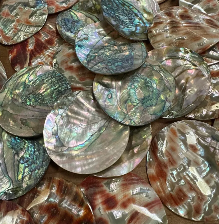 2 inch Red Abalone Shells - 50mm Polished Rounds - 2mm Thick - USA