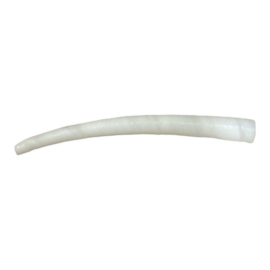 Dentallium Aprium 2-3 pulgadas - Blanco