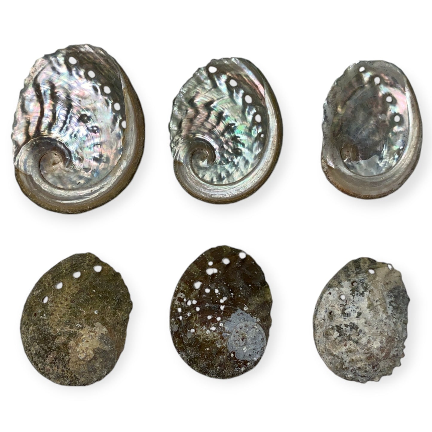 Sheep's Ear Abalone - Haliotis Ovina - 2 - 2.3 inches under 6cm - Green - All Natural