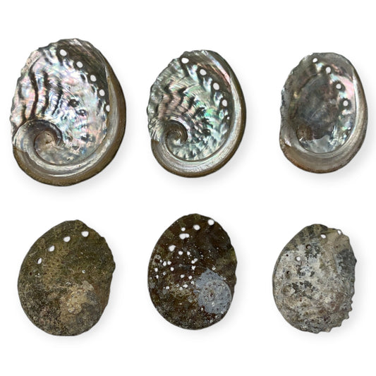 Sheep's Ear Abalone - Haliotis Ovina - 2 - 2.3 inches under 6cm - Green - All Natural