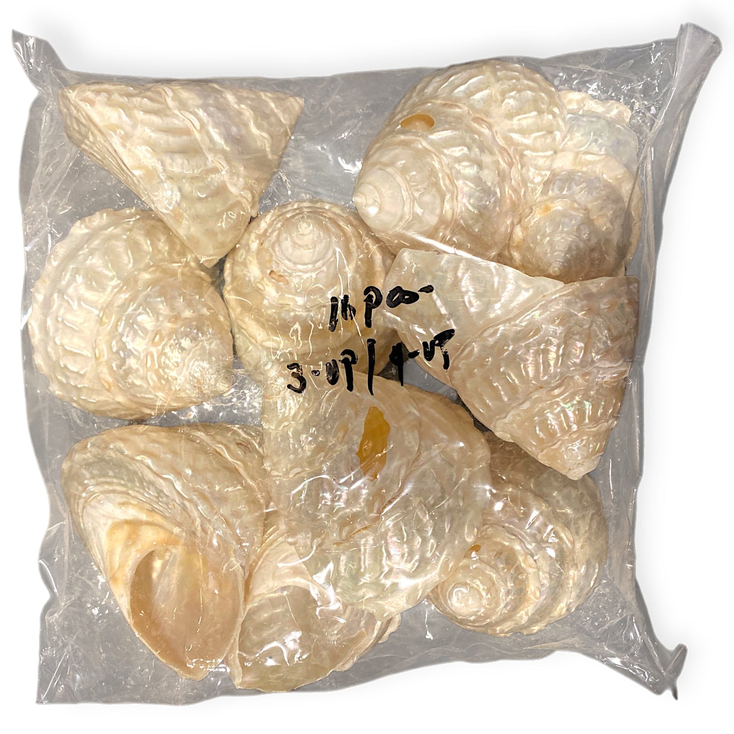 Astrea Undosa Seconds Natural - Mexico