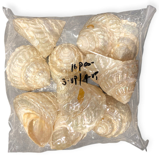 Astrea Undosa Seconds Natural - Mexico