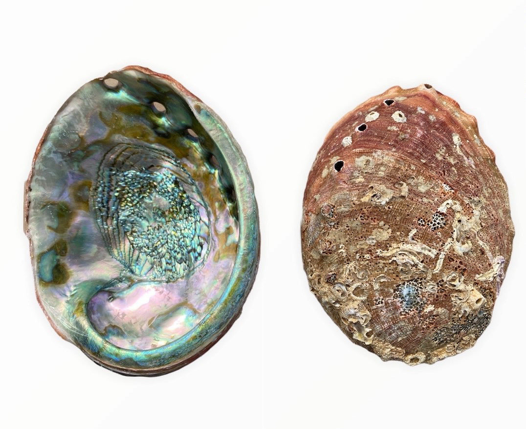 Natural Red Abalone (Haliotis Rufescens) - 7 inch + Mexico - NEW922