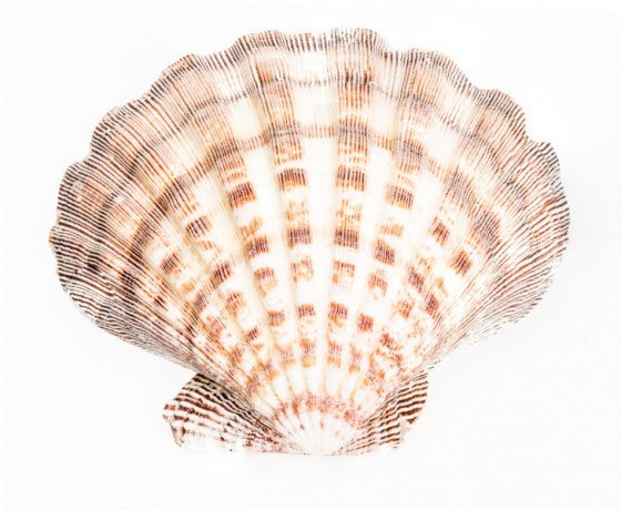 Natural Lions Paw Clam Halves - Lyropecten Nodosus - 6 inches - Scallop Shell - Philippines