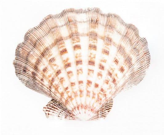 Natural Lions Paw Clam Halves - Lyropecten Nodosus - 6 inches - Scallop Shell - Philippines