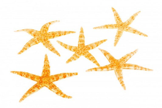 Philippine Starfish (1.5 - 2 inches)