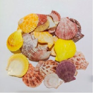 1 kg - Natural Colored Pecten Nobilus Halves - 1.35 inch + China - 3.5-6cm - 200-220pcs per kg