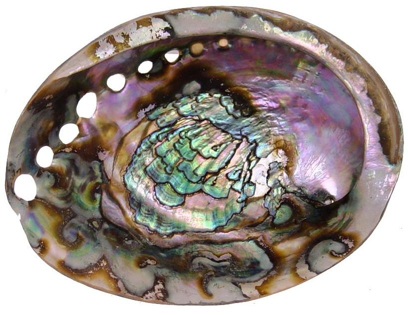 Green Abalone - 3 inch + Haliotis Fulgens - Mexico