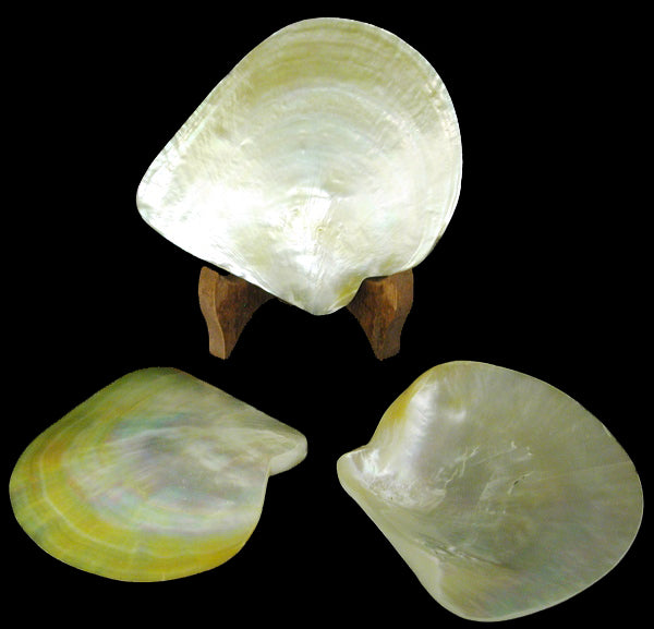 MOP Plates - Polished Both Sides - 5 - 6 inches