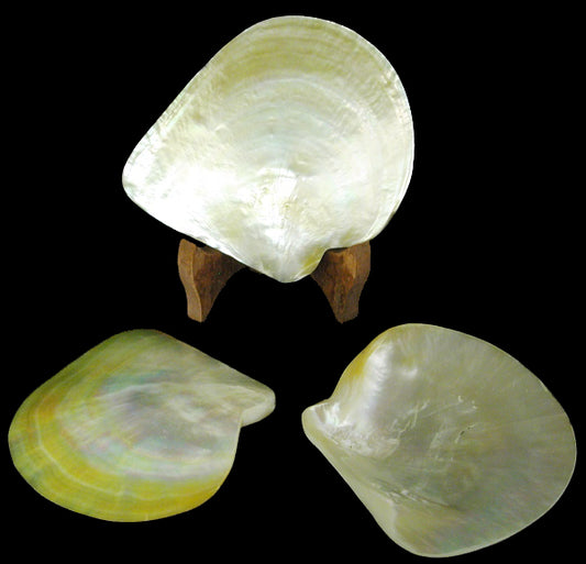 MOP Plates - Polished Both Sides - 5 - 6 inches