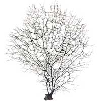Size 13 - 15 inch - Black Sea Fan - Aquarium Decor