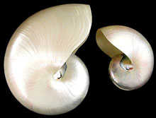 Pearlized Nautilus Shells - 7 inches