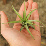 Brachycaulos Multiflora - Medium - 8 to 9 cm - 3.2 inch + Tillandsia Air Plant