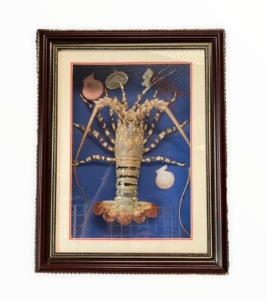 SINGLE LOBSTER IN PICTURE FRAME - 60 x 48 cm