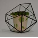 Half Ball Glass Terrarium 17 x 17 x 17 cm / 7 inch