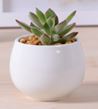 White Plant Pot Half Egg Shape Size: 6.3 x 6.3 x 5.9 cm