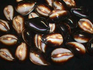 Onyx Cowry - Cypraea Onyx - 1 inch