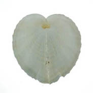 Heart Shells Pairs - Cardium Cardissa - 2 - 3 inches - Philippines