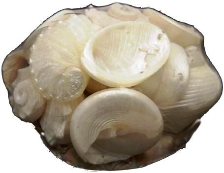 PLACUNA SHELL PACK (POLISHED SHELLS ON SADDLE SHELL